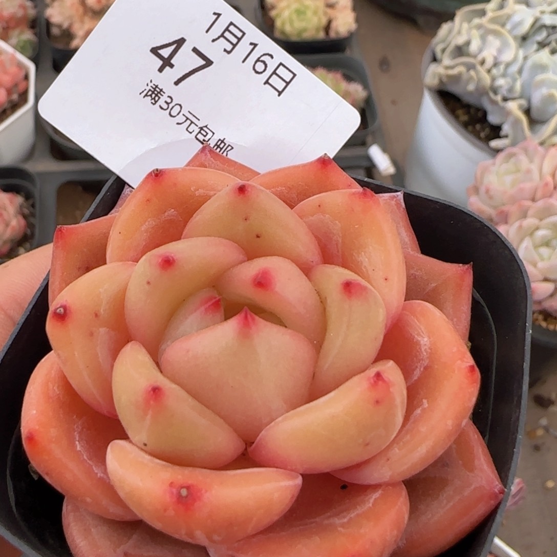 O橙单头一颗脱土