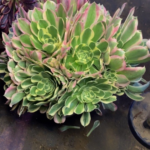 白凤多肉植物4777