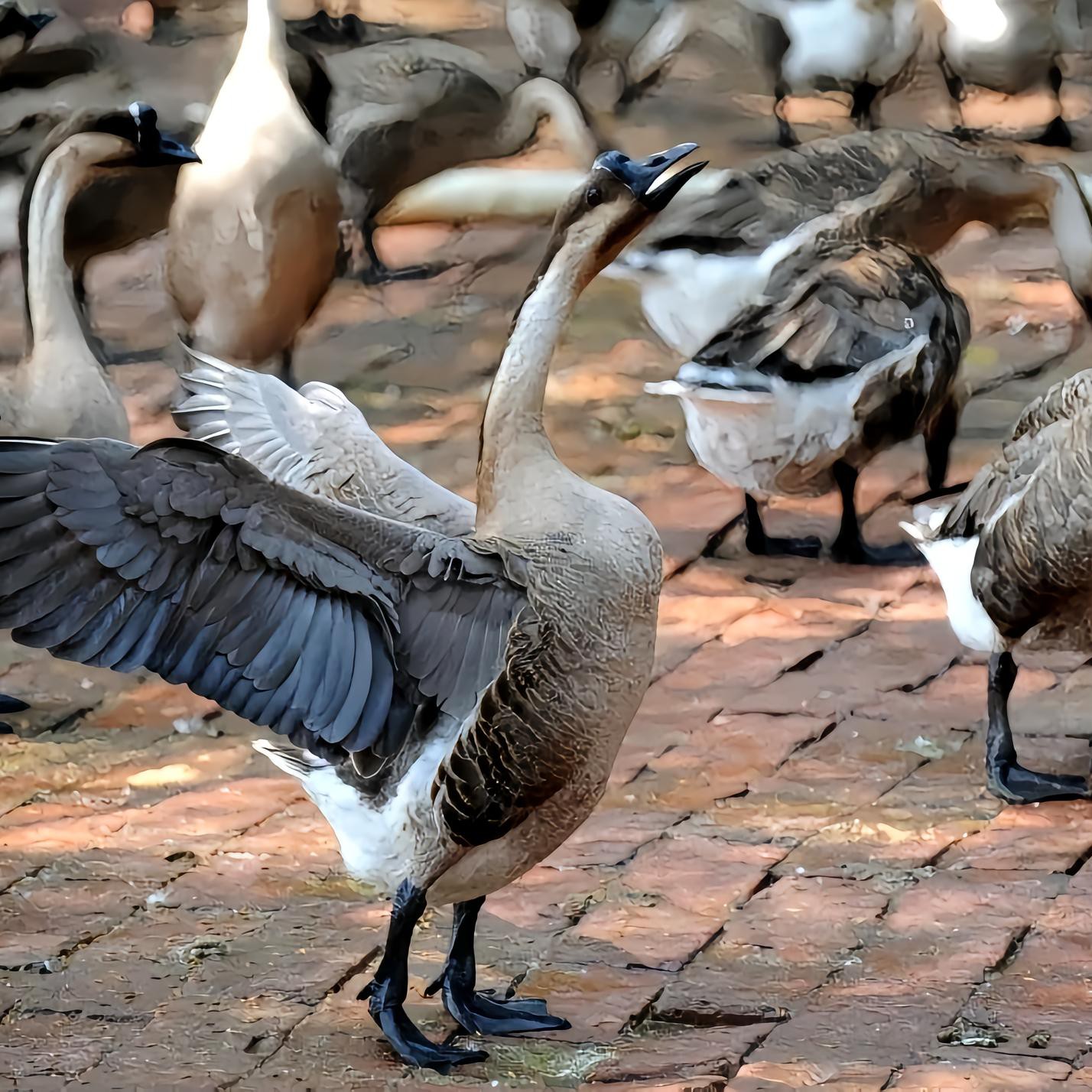 乌棕我鸟 母 两年以上