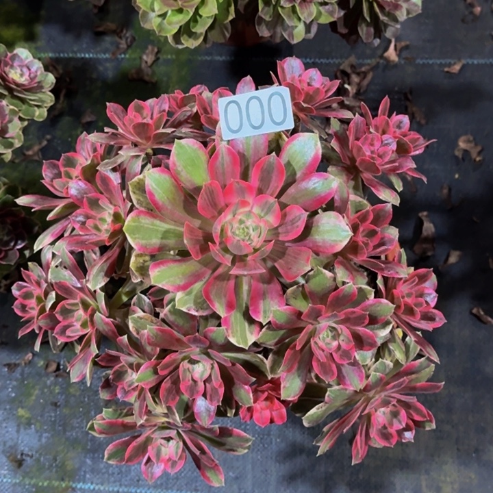 无花朵000000000浣纱