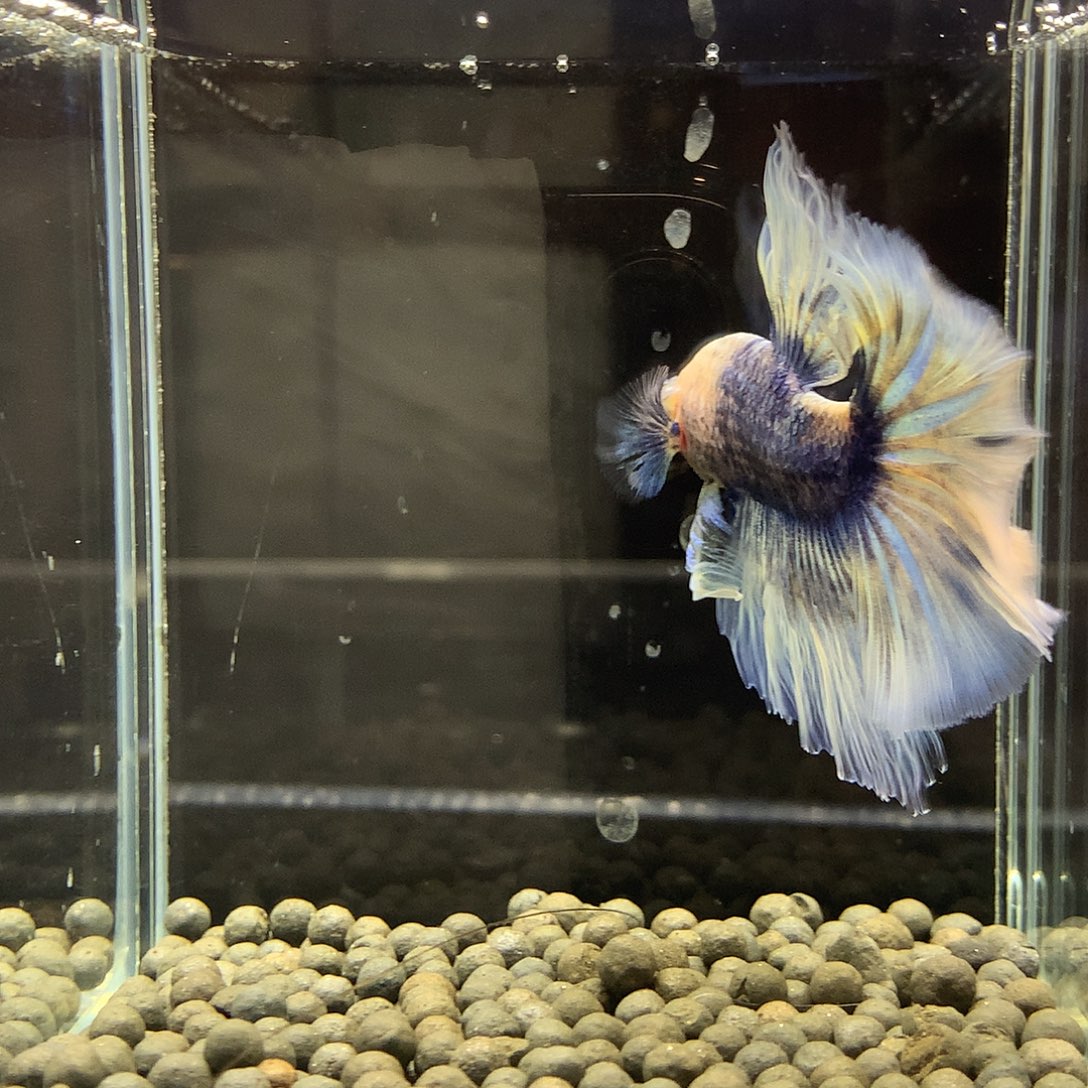 海水鱼七弟泰国斗鱼10