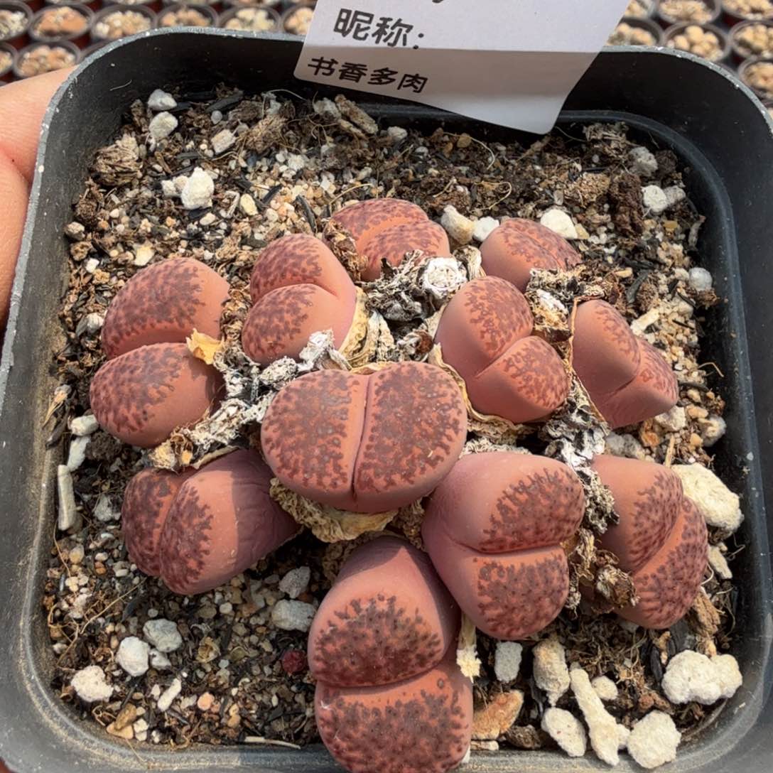 多肉植物多肉植物多肉植物