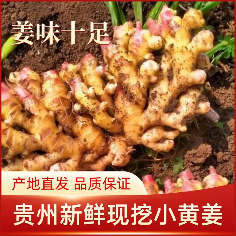 【高山小黄姜】2025新鲜现挖小黄姜农家自种月子姜当季蔬菜