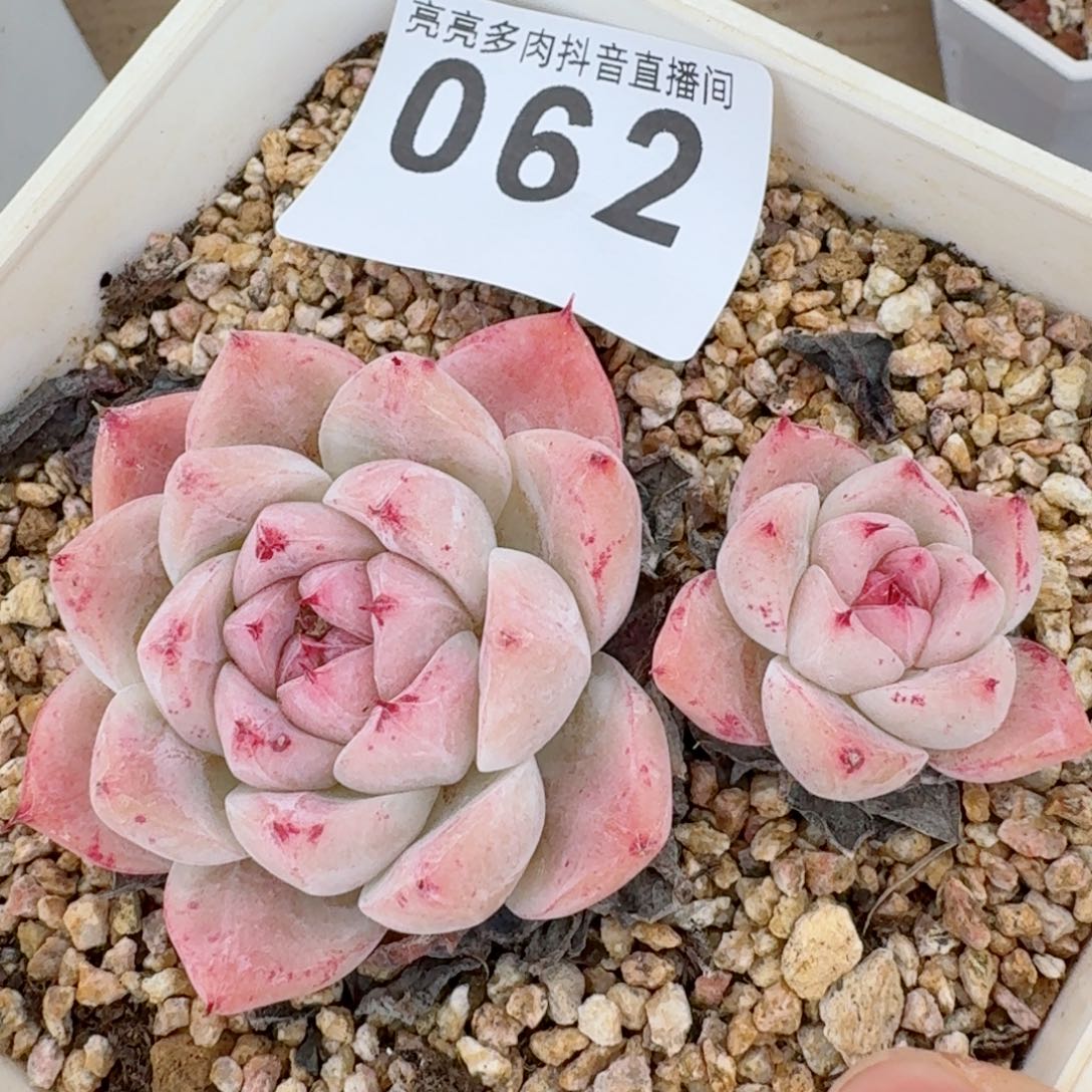 阿尔巴佳人         精品多肉