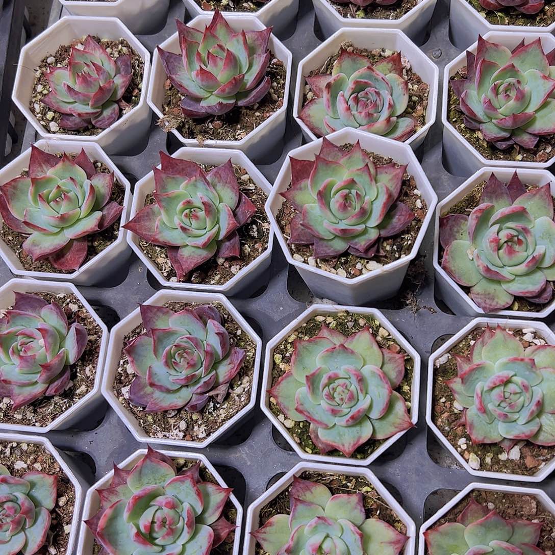 宽叶惊鸿8角盆19包邮哈