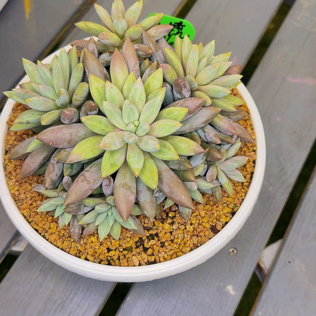 天***镜天镜焦糖体哥特寄养