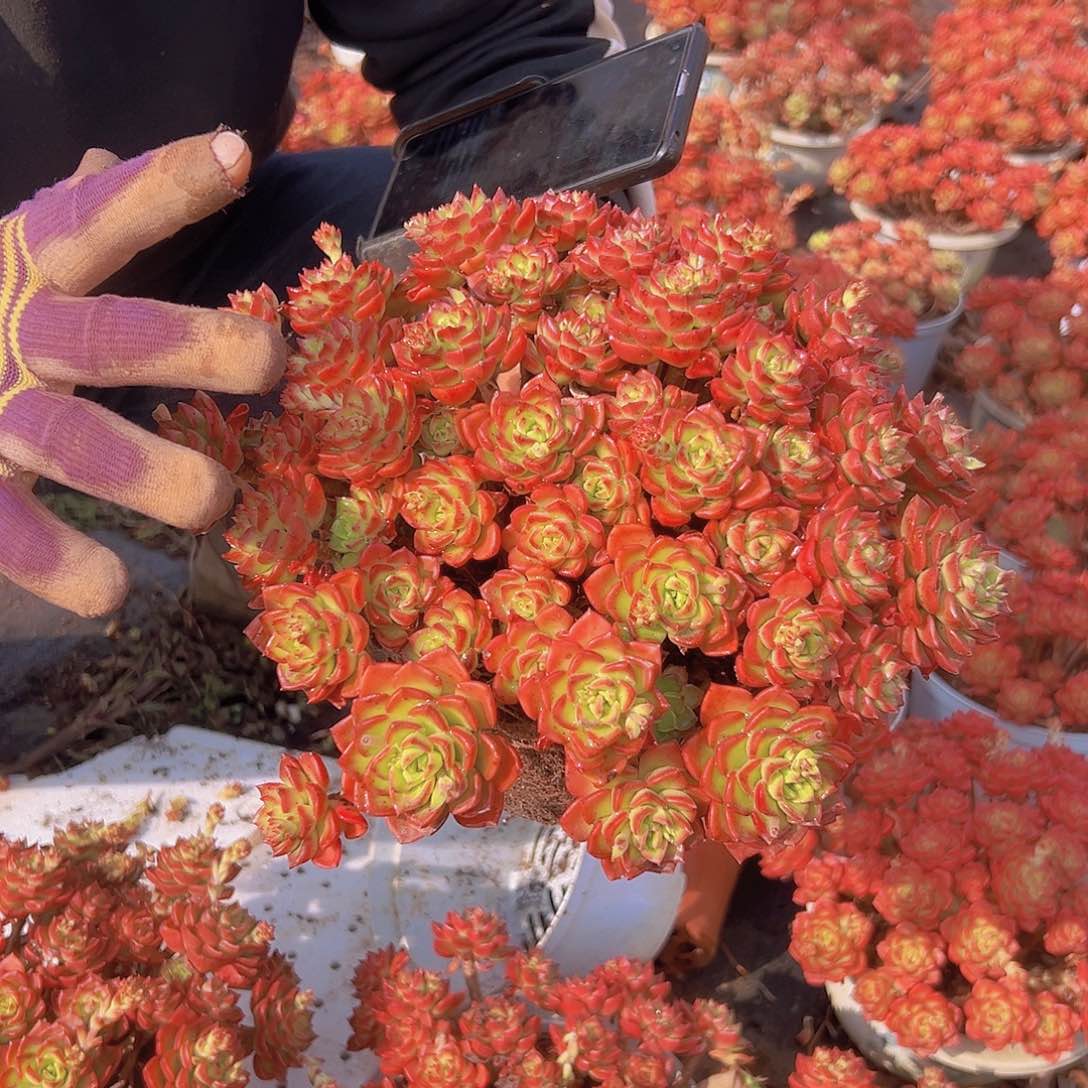 鸡血玫瑰大蒂亚 节日福利