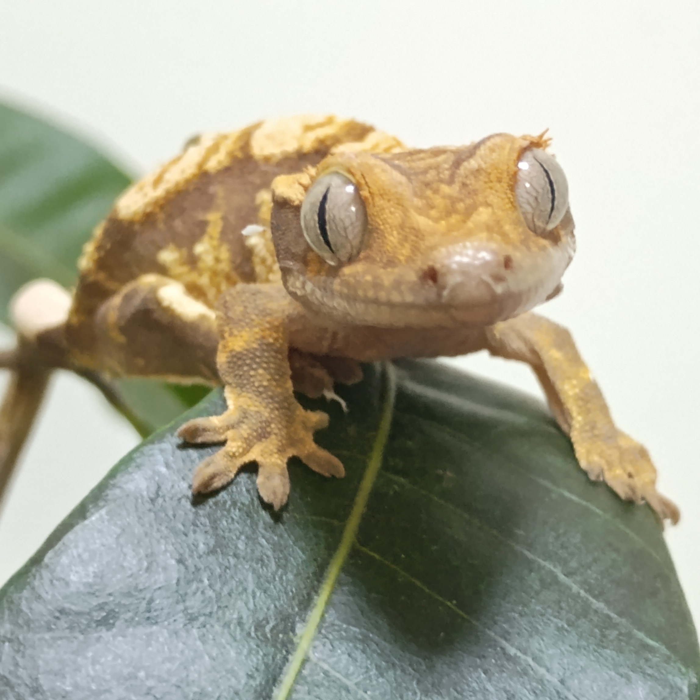 随机发货奶油睫角苗