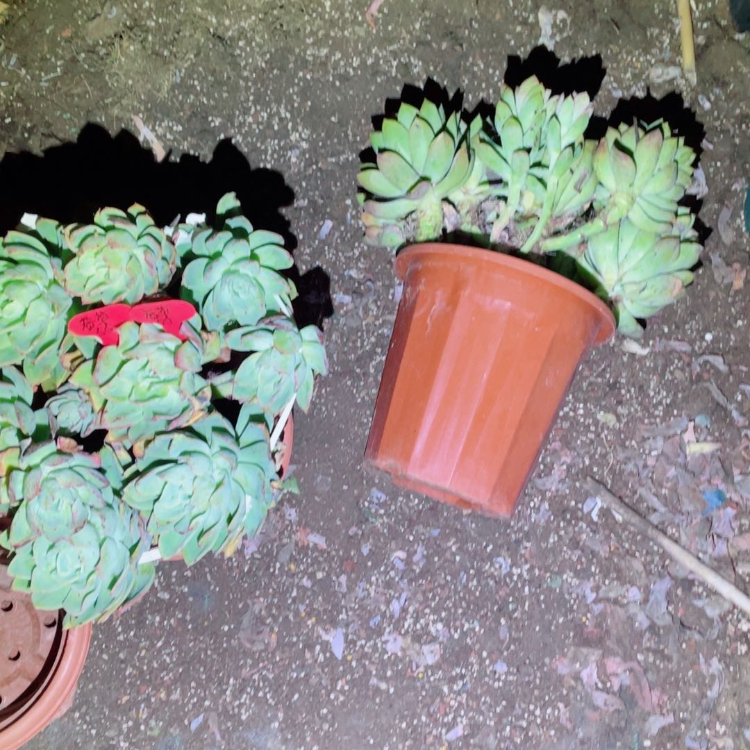 春草，乔伊，两颗，周老太多肉