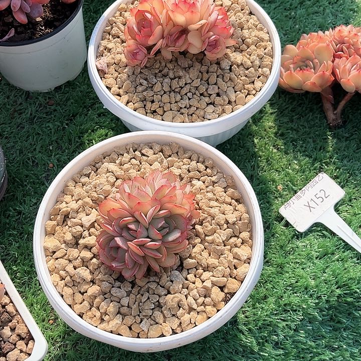 ?**颜我是第一百个为妖刀应援的阴阳师