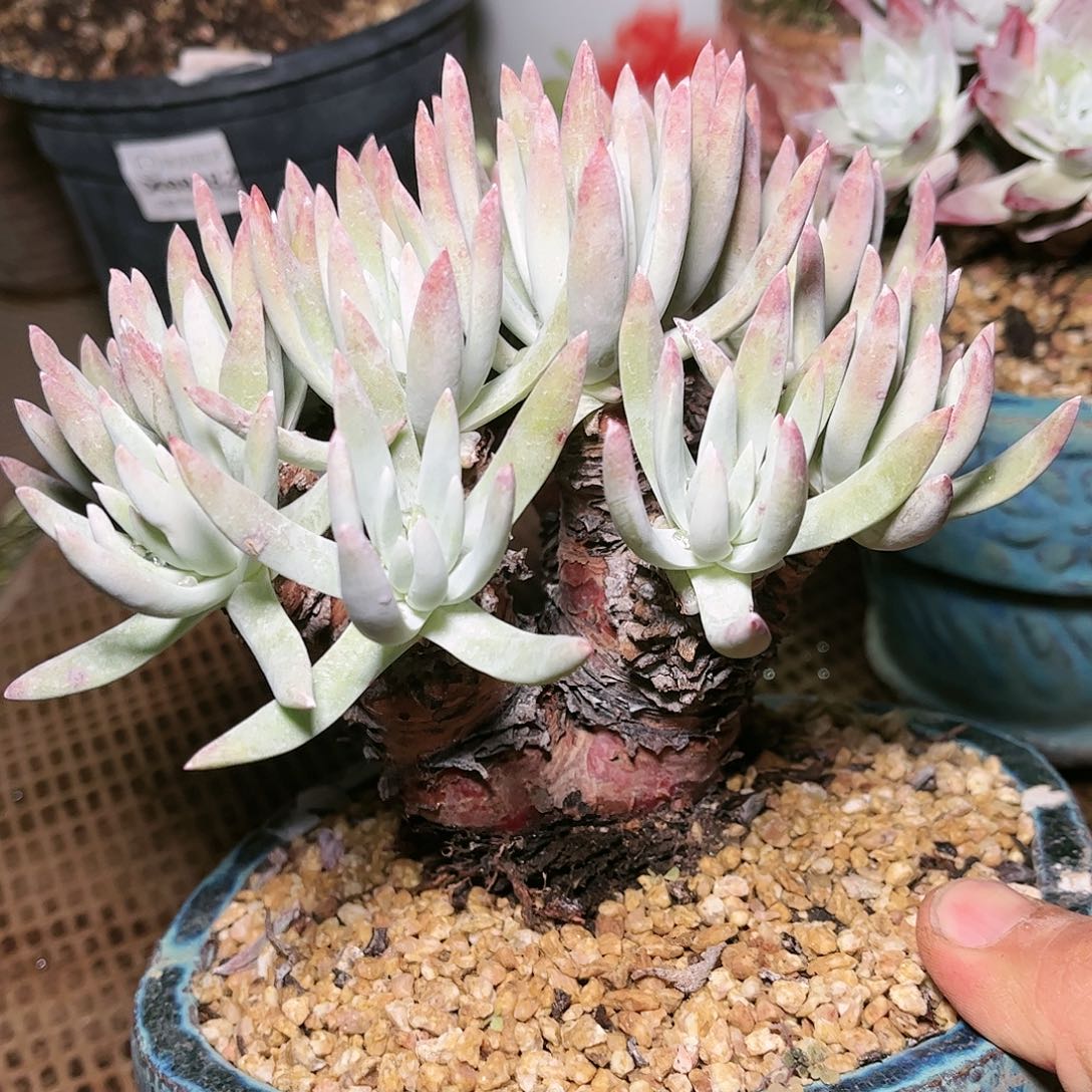 9021白鹭仙女杯多肉