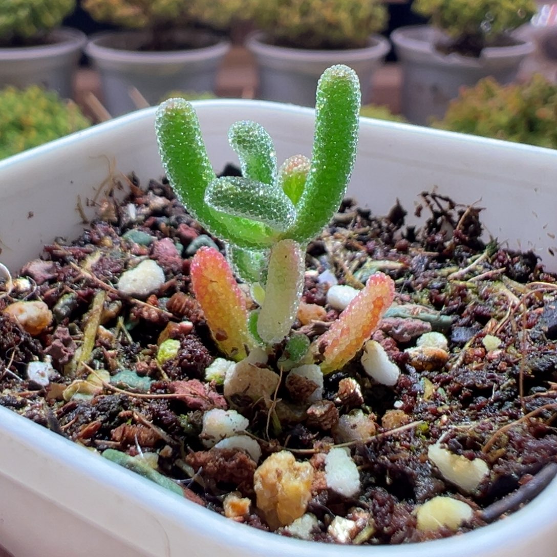 699钻石锦一物一拍包开箱