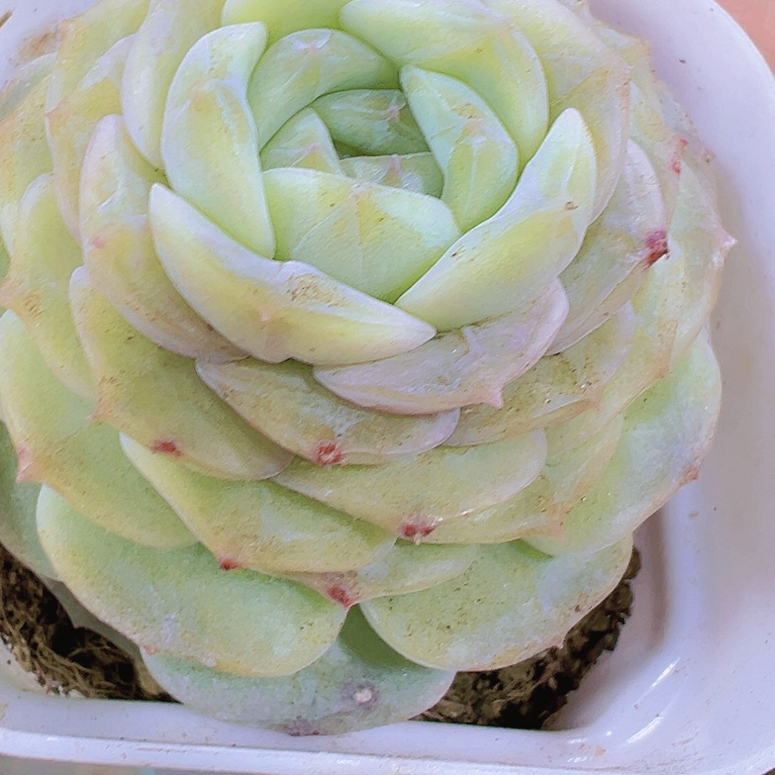 白塔纯爱多肉植物19包邮