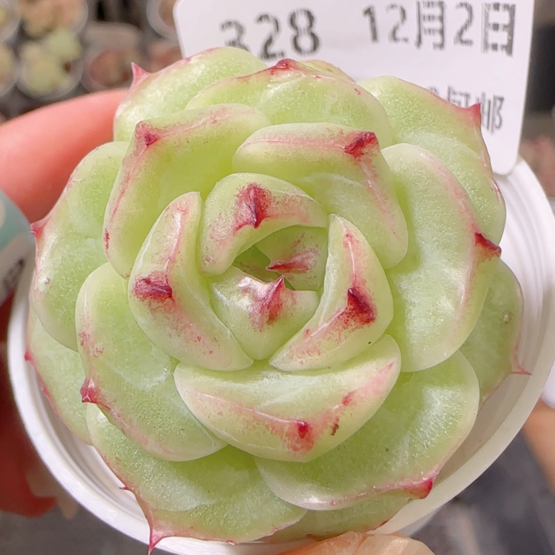 花语多肉1202-328石化