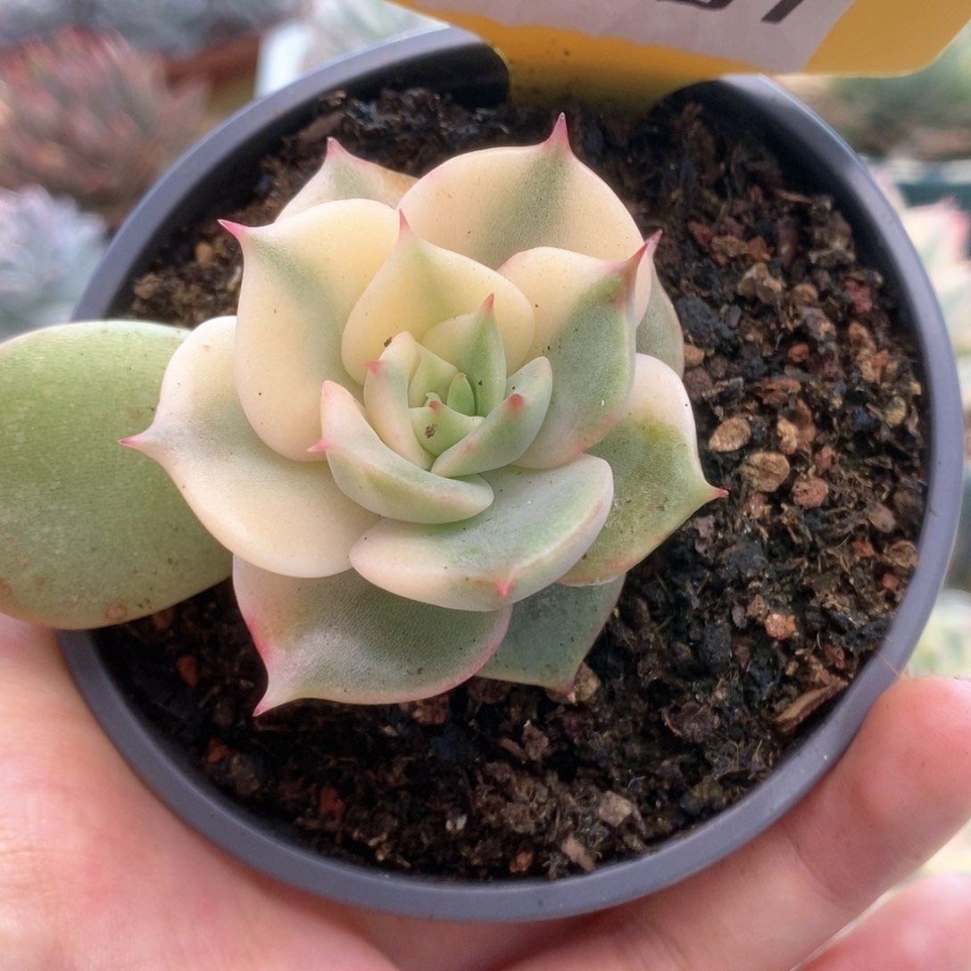 D291贝加尔湖锦锦锦锦锦