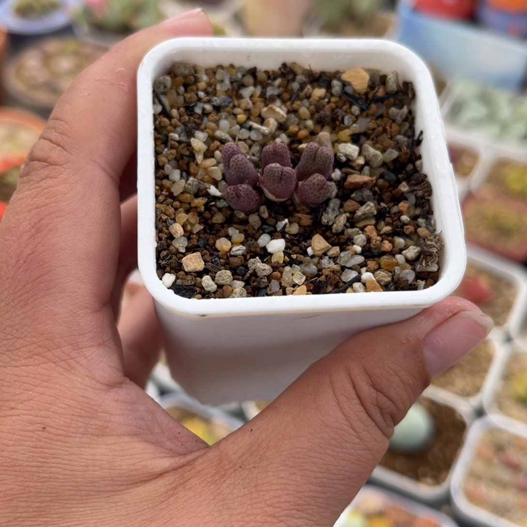 763多肉植物生长