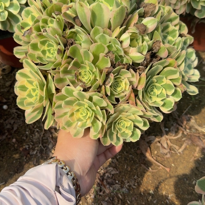 628妖月。多肉植物