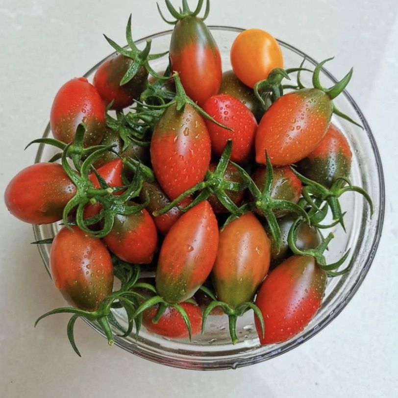 紫弹头小番茄圣女果当季新鲜脆皮酸甜多汁樱桃西红柿孕妇水果蔬菜