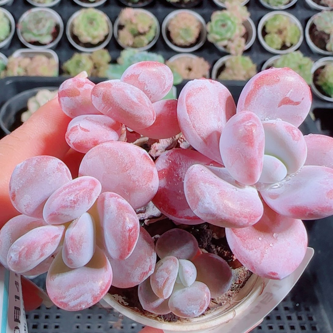 花语逸镜1014-128奶球