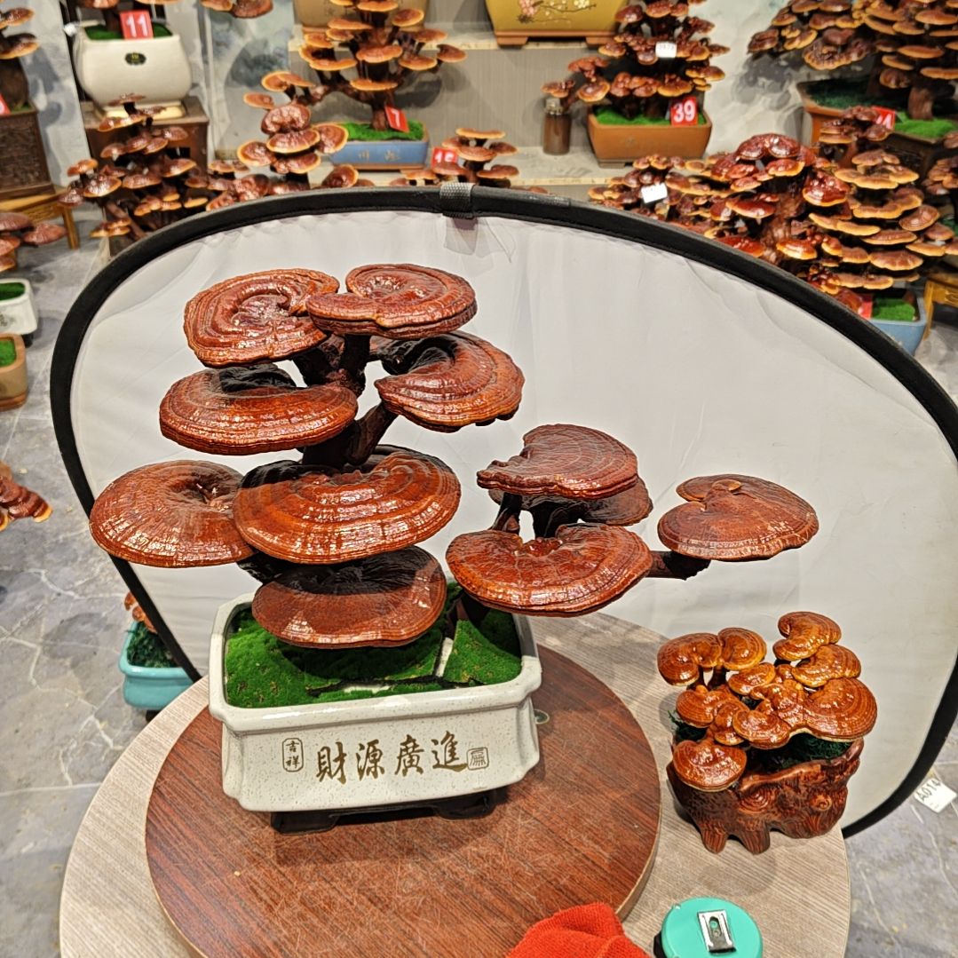 灵芝盆景高端大气上档次