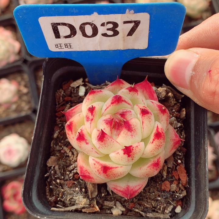 琉璃5cm多肉植物