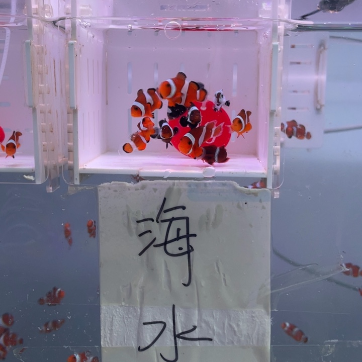 海水鱼瑕疵混搭10条2-3