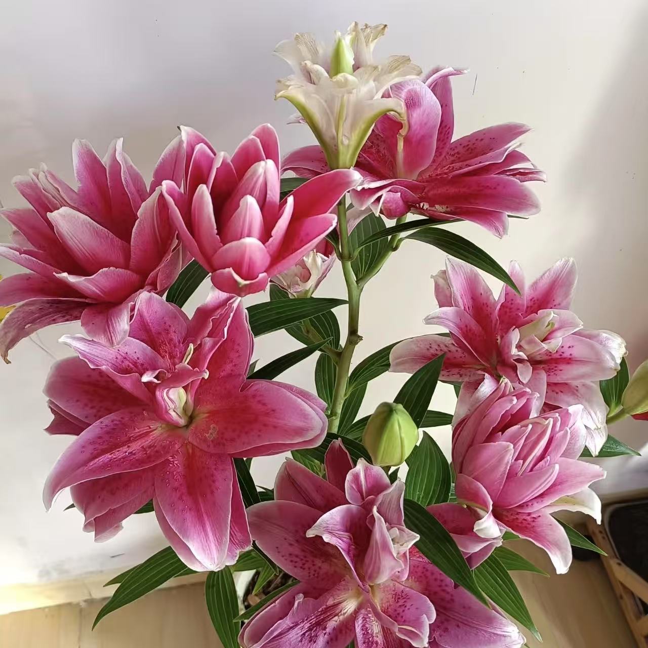 达琳达1颗《重瓣香水百合》栽培阳台庭院粉色春季趣味百合花种球