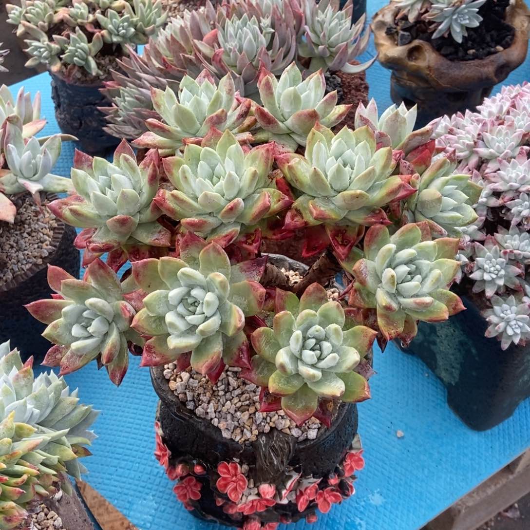 帕翠莎多肉植物啦啦啦