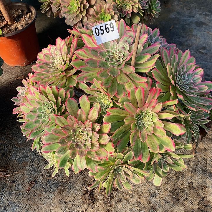 (****?多肉糖衣炮弹569