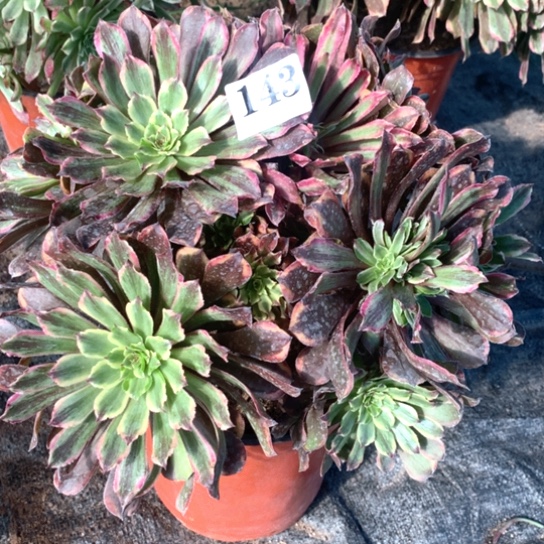 多肉植物粉黛143