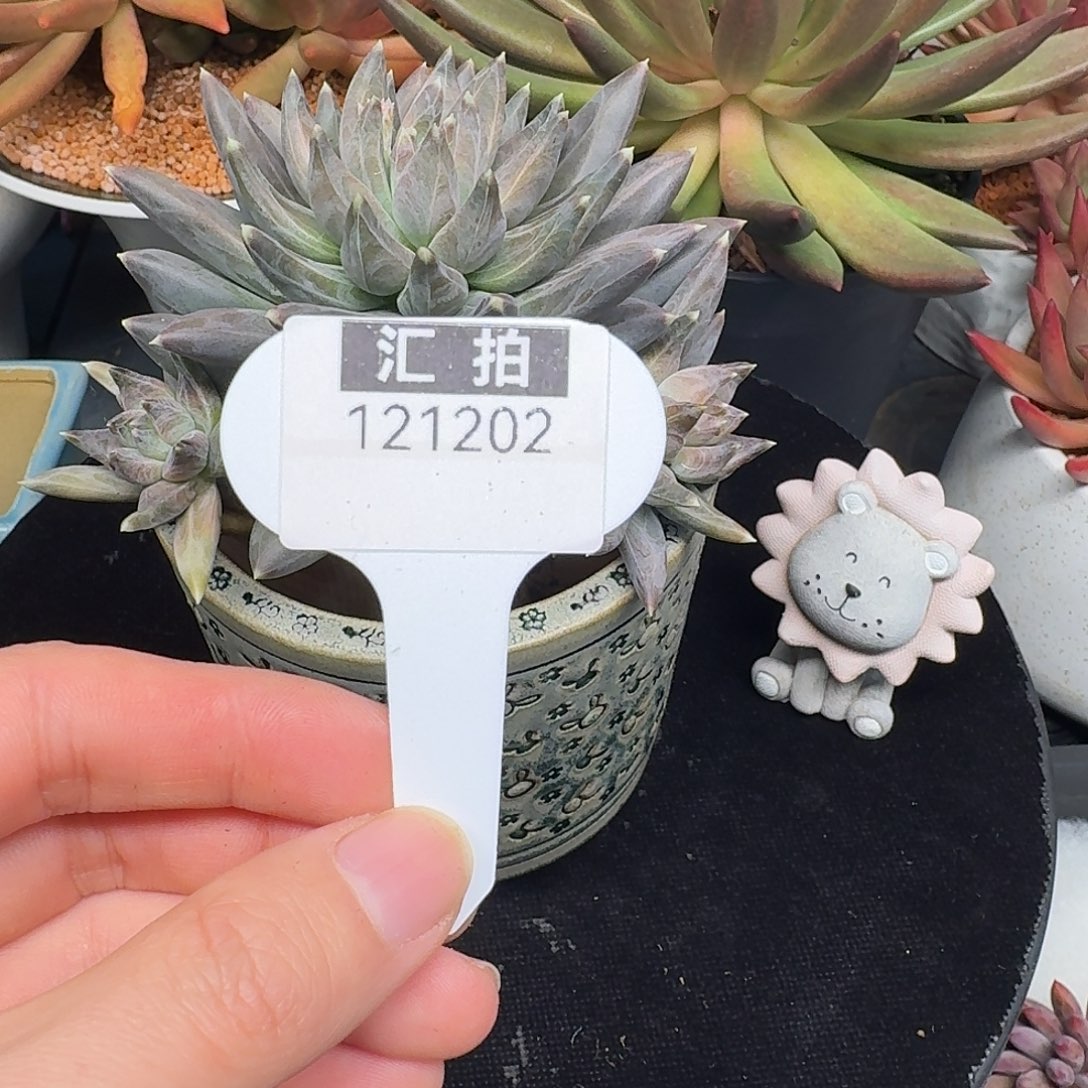 精品多肉植物121202