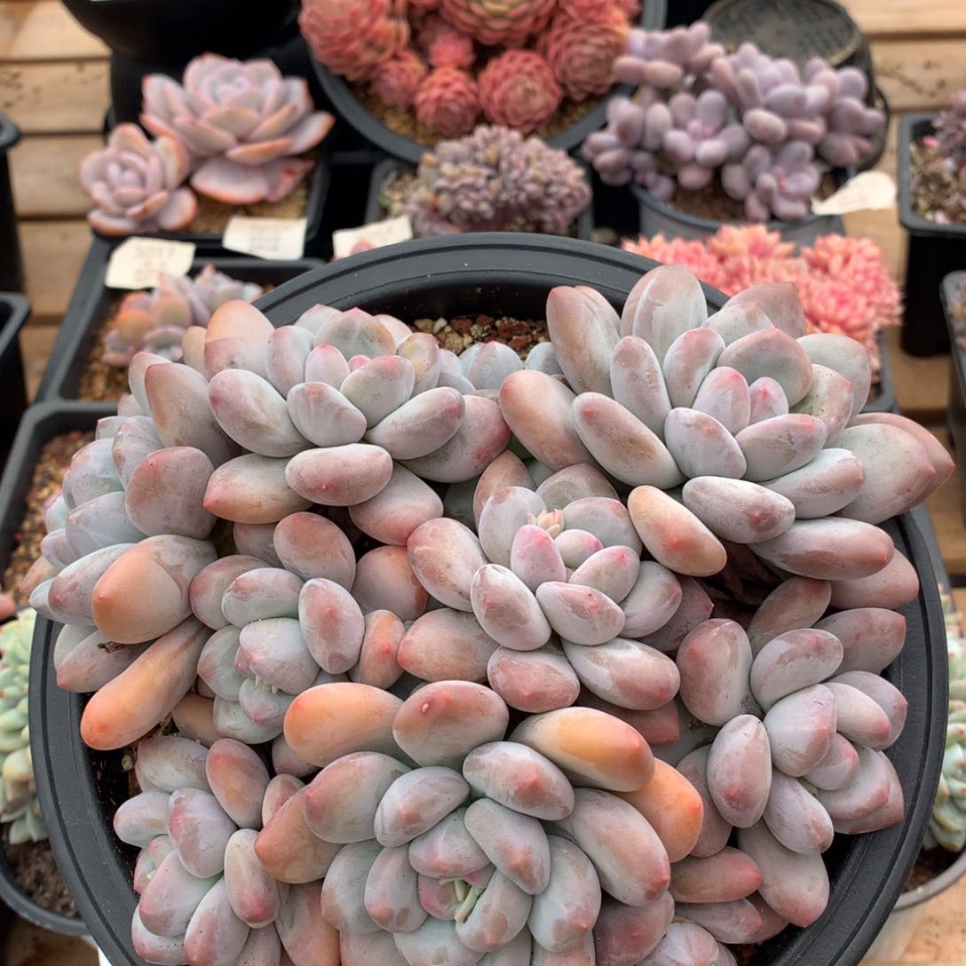 20厘米10头香水多肉3047