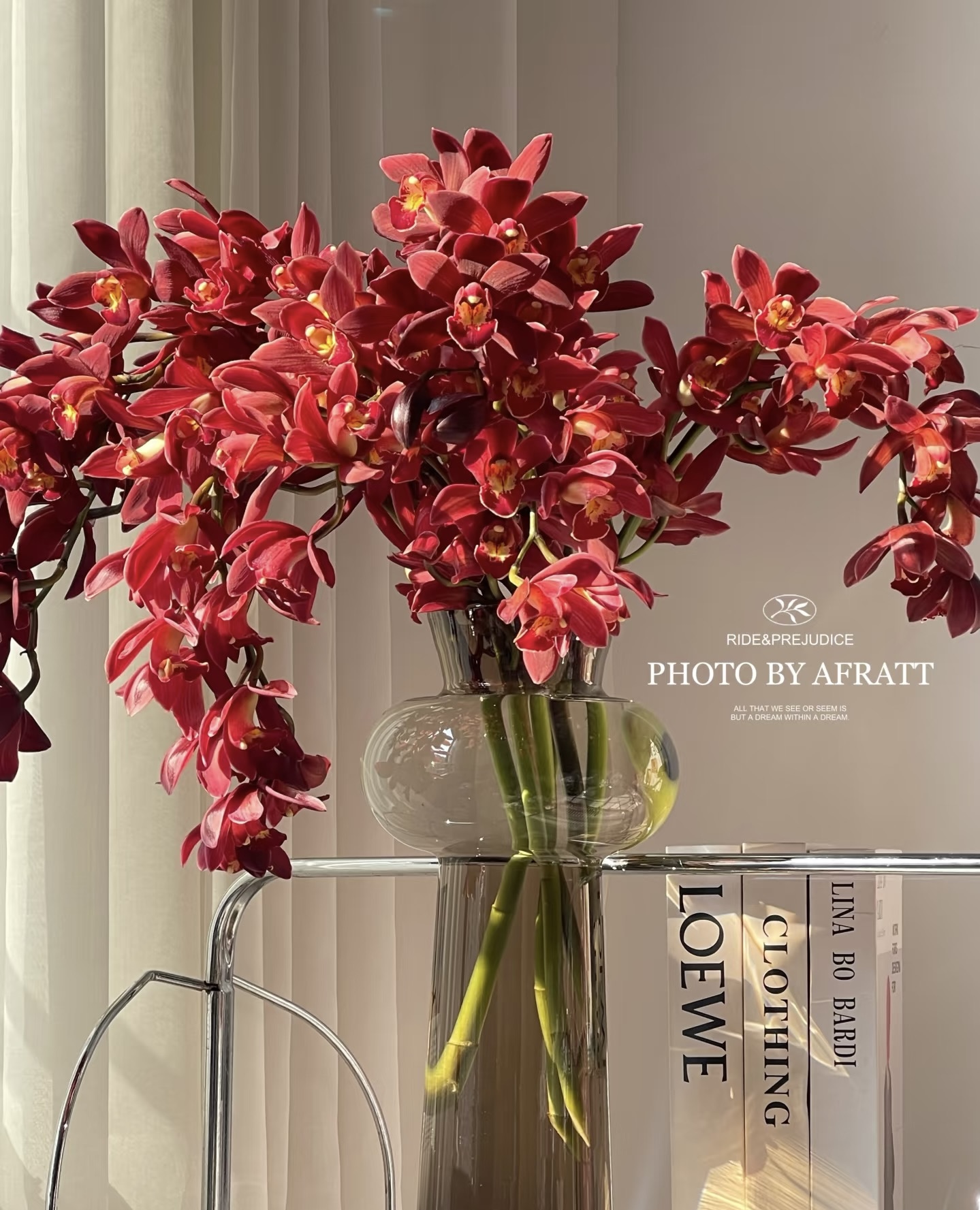 【年宵花红宝石大花蕙兰】年宵花花期长耐养活云南发货