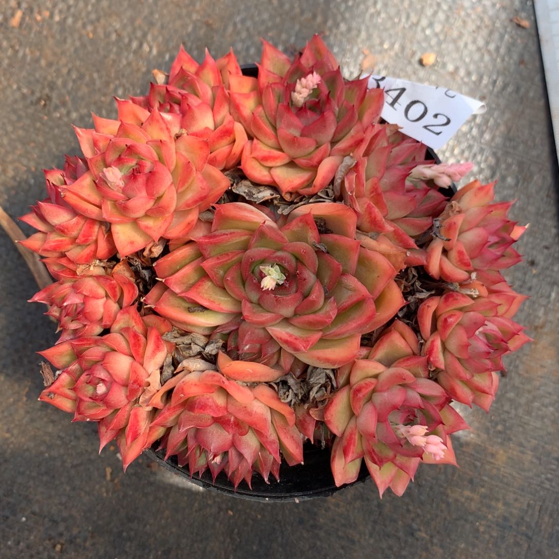 3402心开花介意不拍12厘米