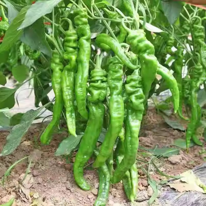 3斤螺丝椒新鲜现摘辣椒六安农家自种时令蔬菜中辣尖椒皱皮辣椒