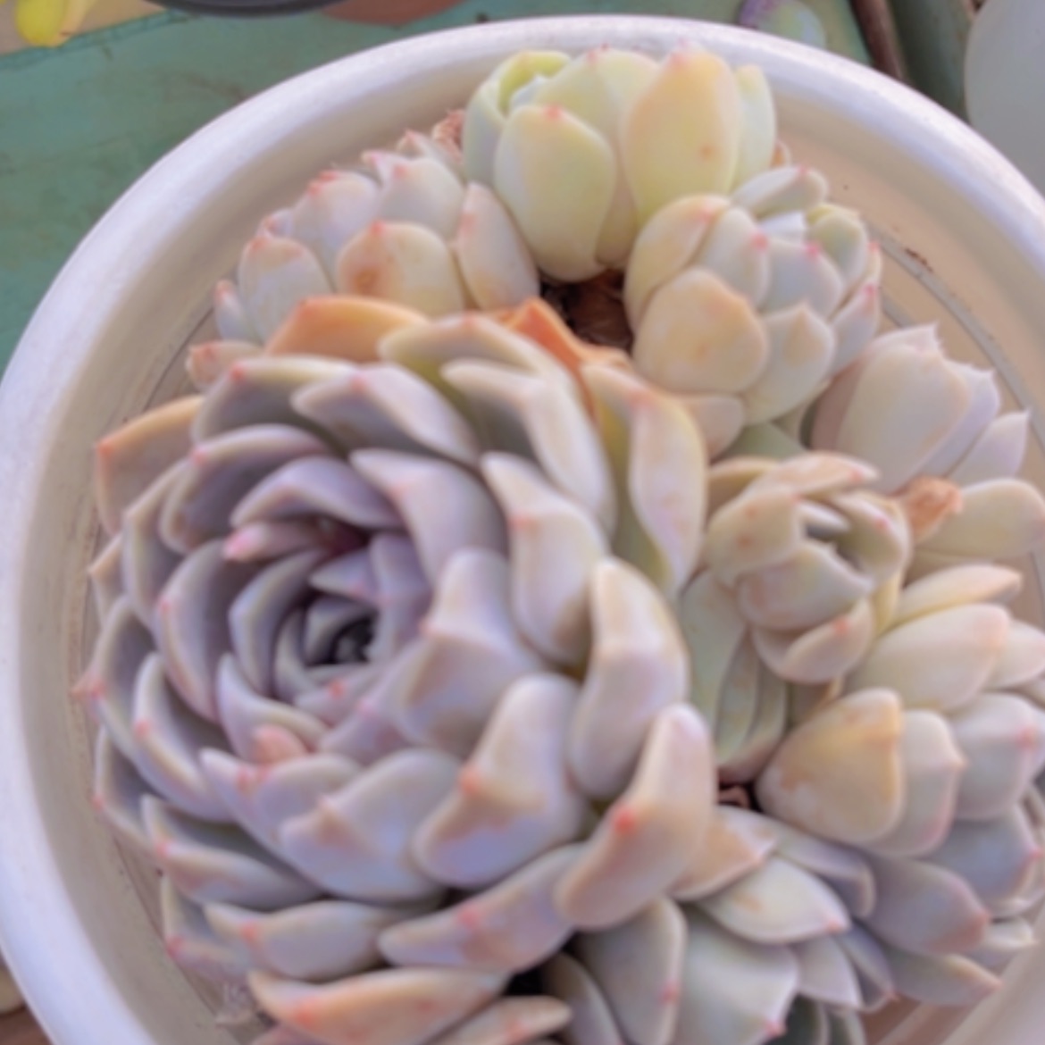 【闪购商品】汉堡17232