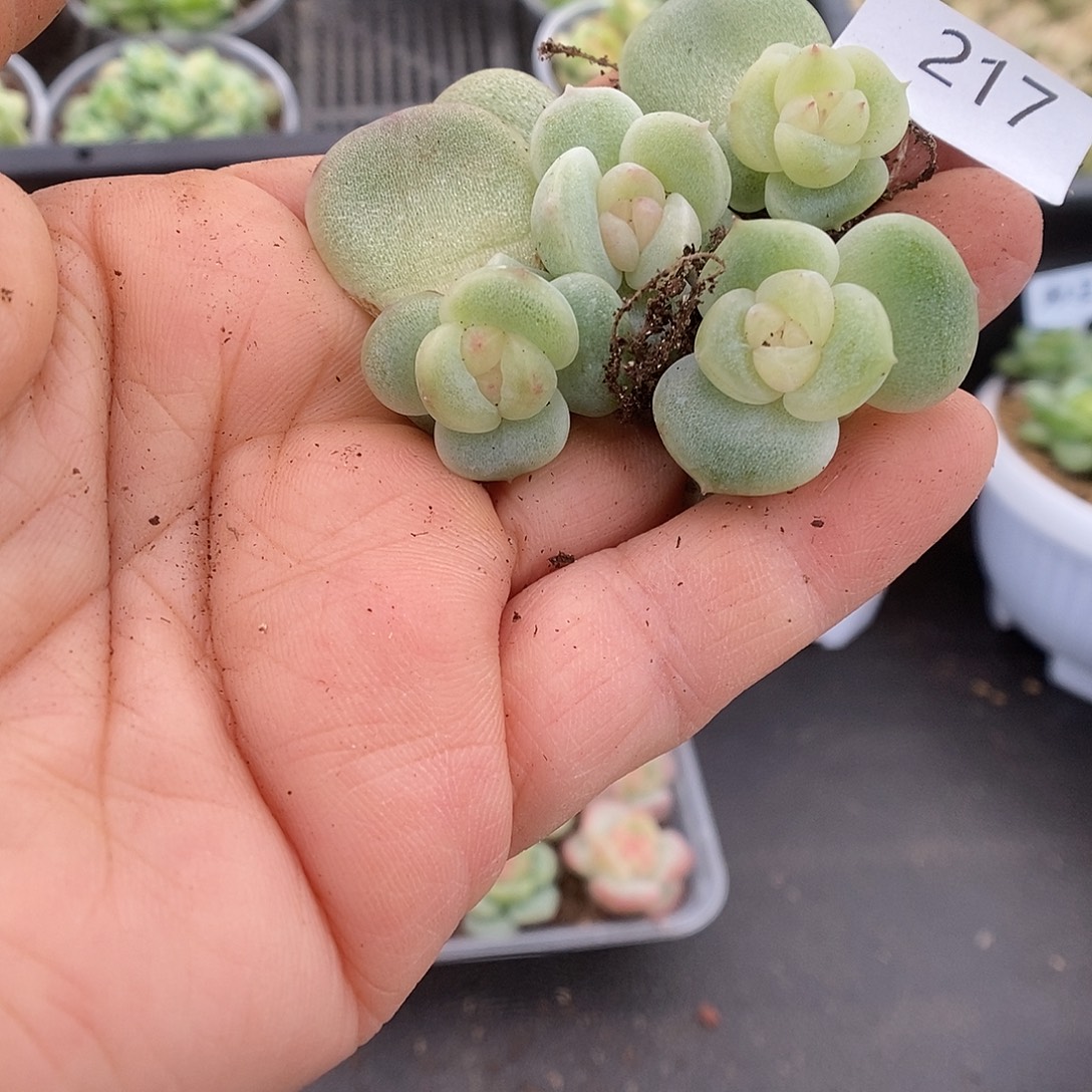 一物一拍一物一拍911-217