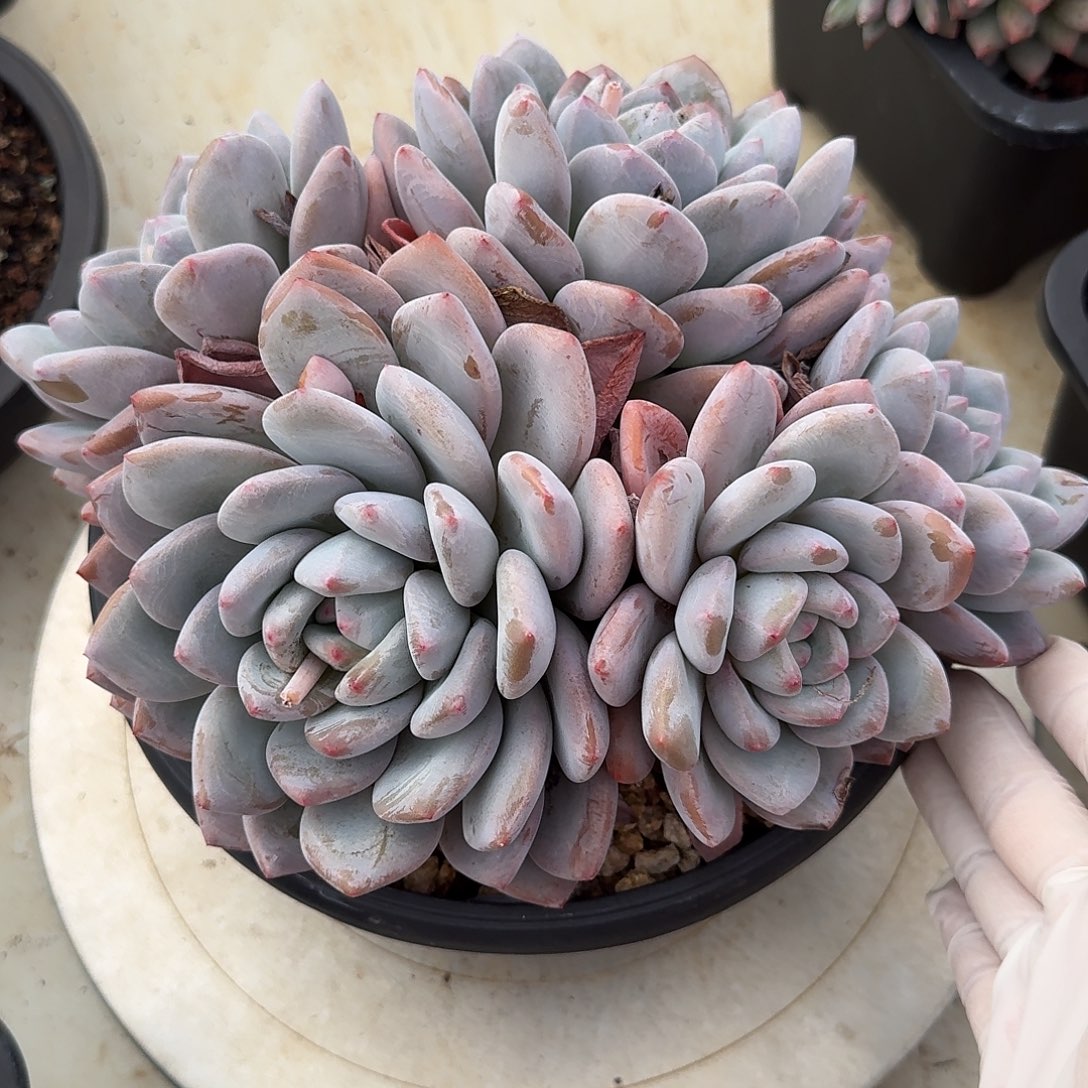 白桃整无砍老桩群生多肉