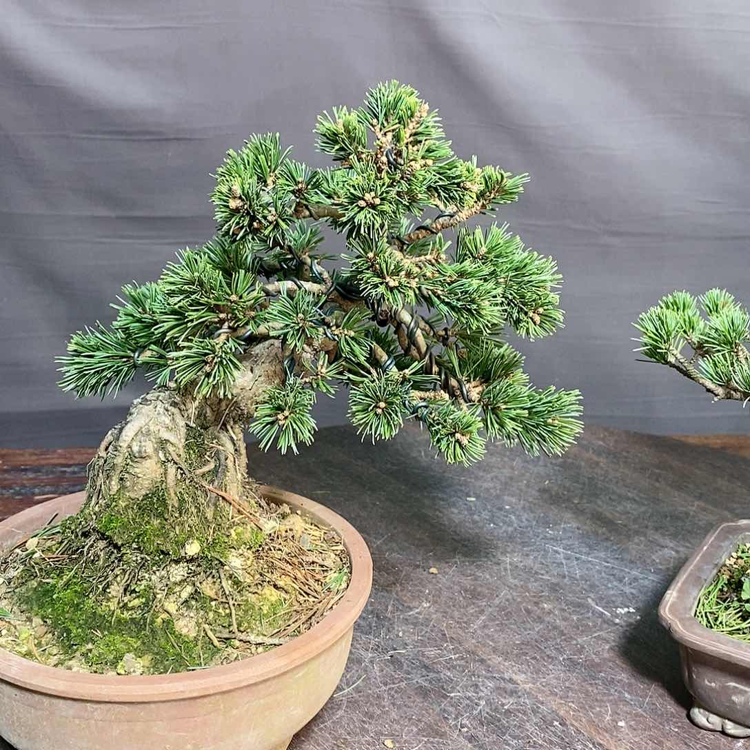 【闪购商品】无花朵盆景