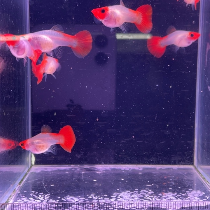 孔雀鱼红头玻璃猫8母