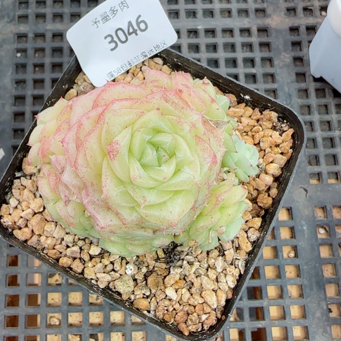 白天鹅，3046多肉植物