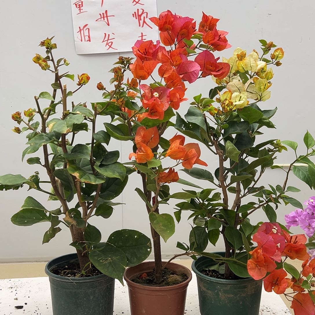 大部分花苞少量开放娜吒，宝老橙，凤凰组合