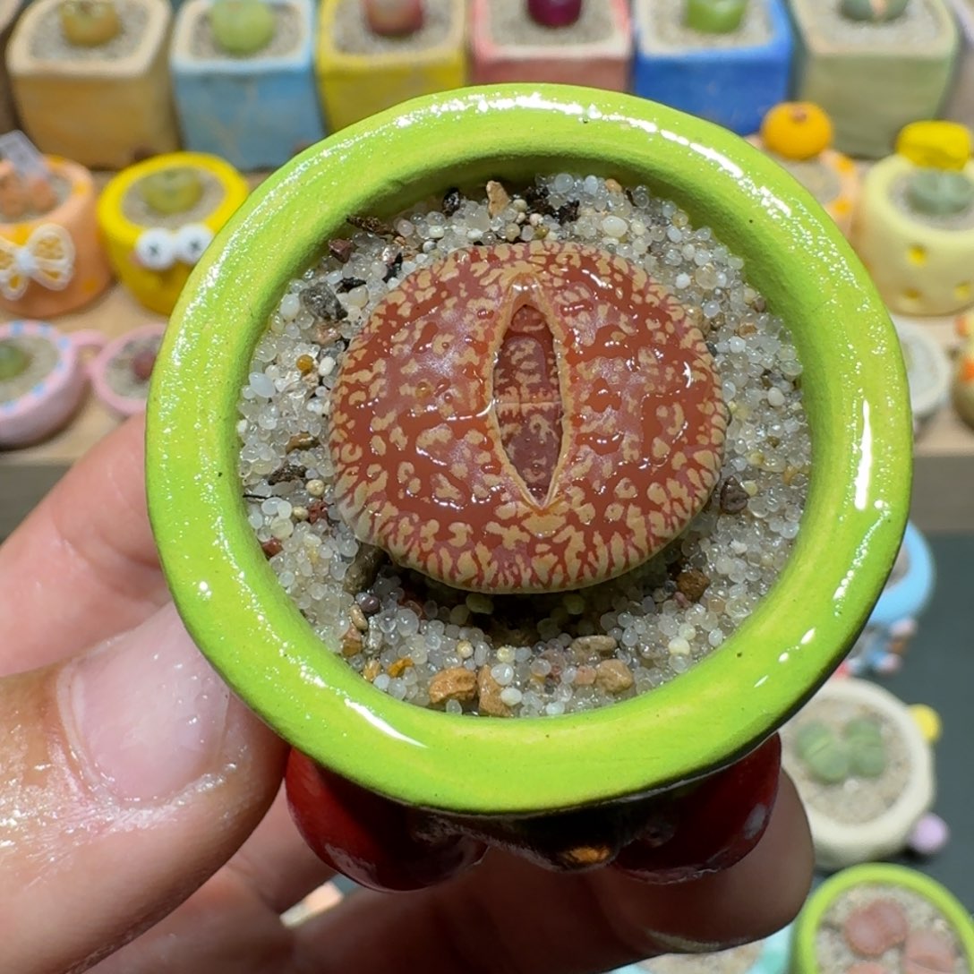 红陶蘑菇1013彩虹