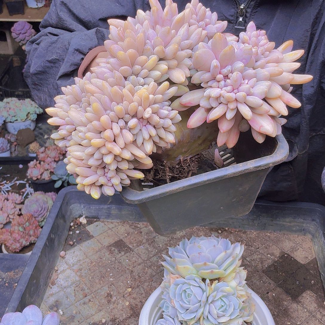 长***安044新戴露缀化一物一拍