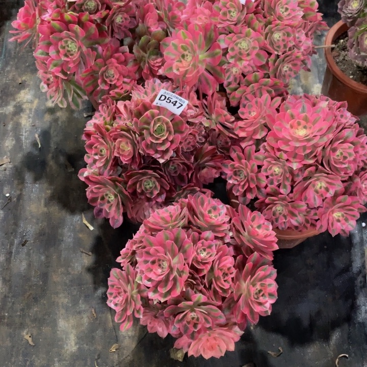 大****号509-547女巫1111111多肉