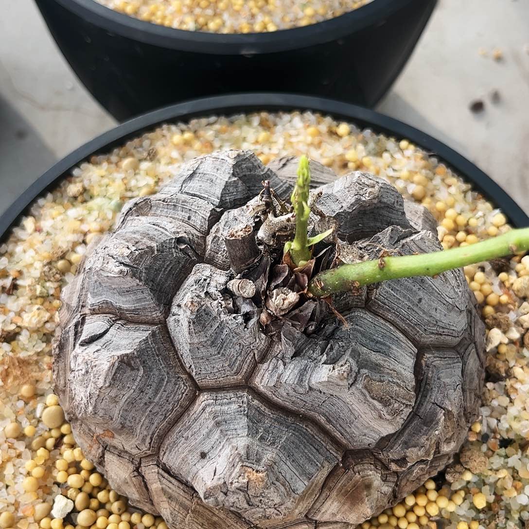 潮流植物精品深裂大甲南非龟1008