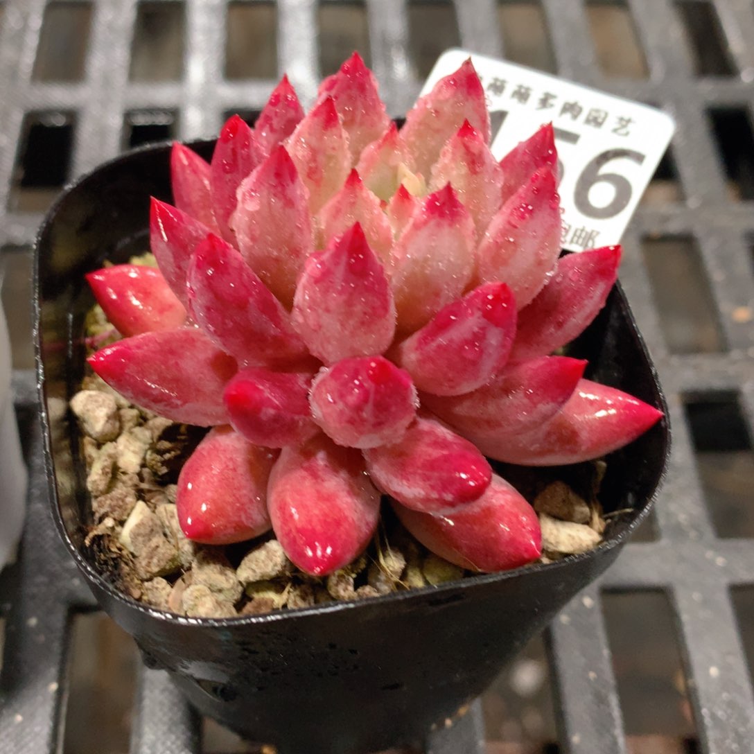 肉萌萌拇指盆精控多肉ZB156