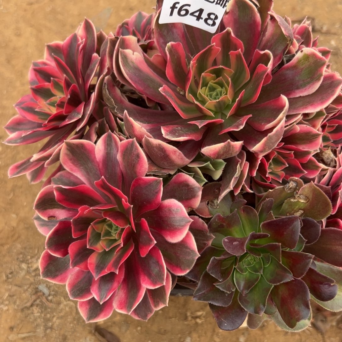 648女妖，满20包邮嘟叮熊