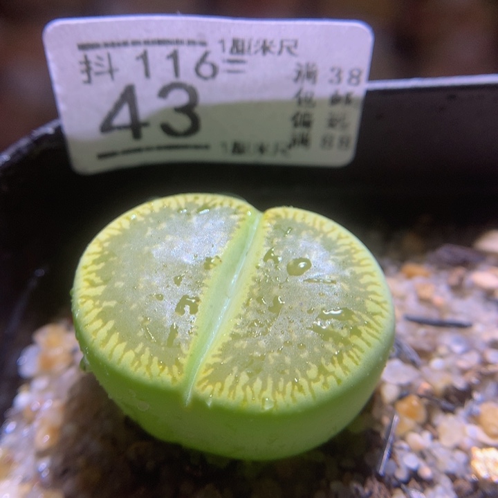 精品生石花116.43