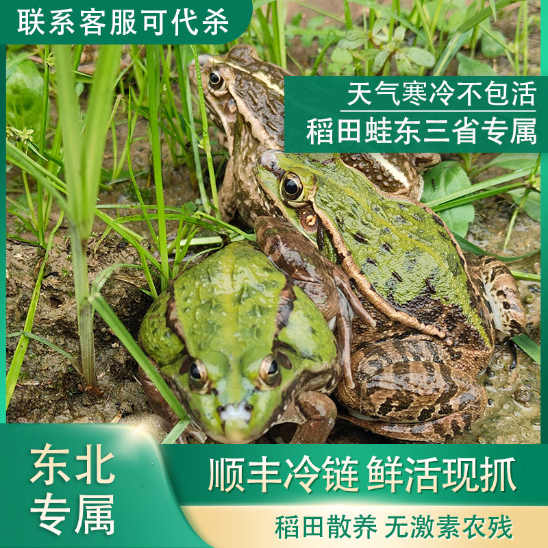 【东三省特供】青蛙稻田蛙顺丰冷链发货稻田养殖非牛蛙